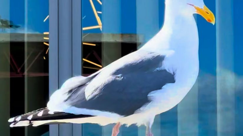 VERTICAL A Seagull